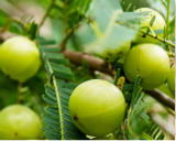 Amla