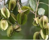 Arjun fruit