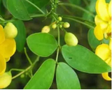 Chakramarda