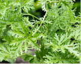 Citronella