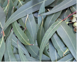 Eucalyptus Oil