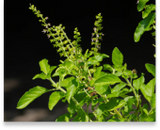 Tulsi