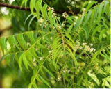 Neem