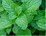 Peppermint