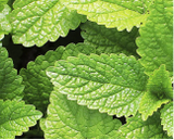 Peppermint Oil